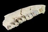 Bargain, Oreodont (Merycoidodon) Jaw Section - South Dakota #136033-1